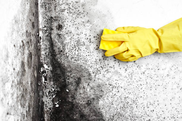 Best Residential Mold Remediation in Marion, MT