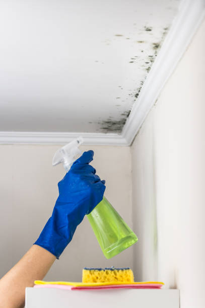 Best Mold Testing and Inspection Services in Marion, MT